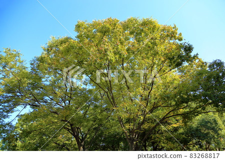 Colored miscellaneous leaves 83268817