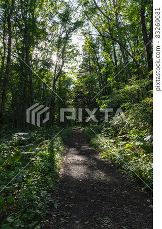 In the primeval forest and forest of Hokkaido 83269081