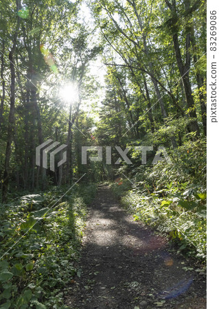 In the primeval forest and forest of Hokkaido 83269086