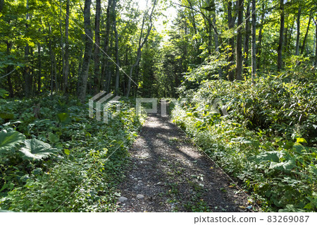 In the primeval forest and forest of Hokkaido 83269087