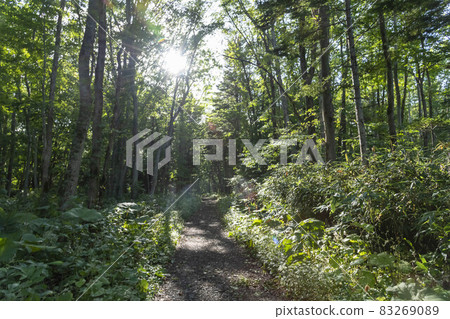 In the primeval forest and forest of Hokkaido 83269089