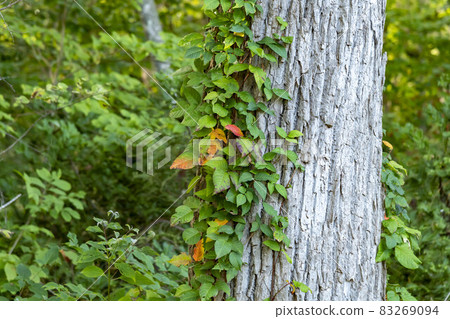 In the primeval forest and forest of Hokkaido In the primeval forest and forest of Hokkaido 83269094