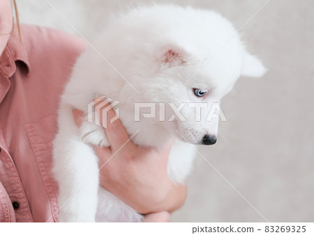 woman holding yakutian laika puppy while he looking aside. white dog on female hands. partial view. pet friends and care for domestic animals. 83269325