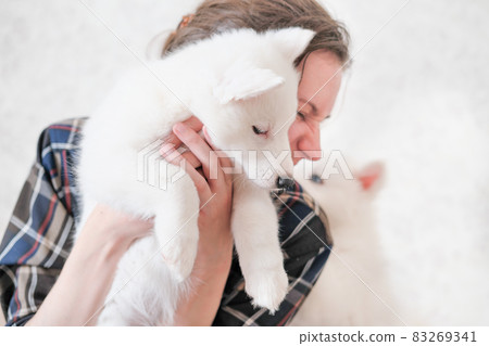 woman holding and embracing yakutian laika puppy while he looking aside. white dog on female hands. partial view. pet friends and care for domestic animals. 83269341