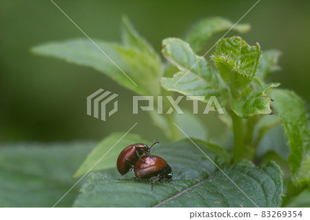 Chrysomela populi bugs mate with each other Chrysomela populi bugs mate with each other 83269354
