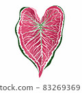 Caladium leaf plant, Digital illustration isolated on white background 83269369