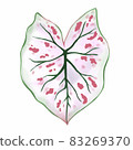 Caladium leaf plant, Digital illustration isolated on white background 83269370