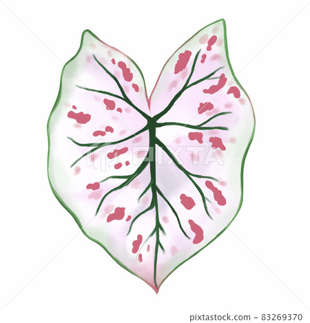 Caladium leaf plant, Digital illustration isolated on white background 83269370