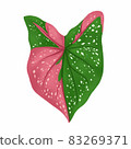 Caladium leaf plant, Digital illustration isolated on white background 83269371