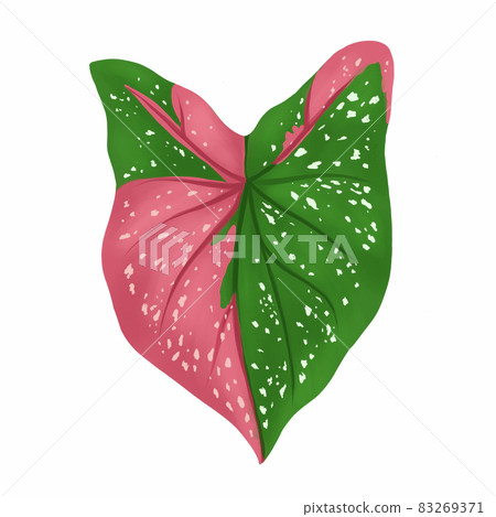 Caladium leaf plant, Digital illustration isolated on white background 83269371