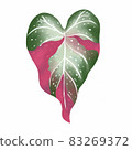 Pink caladium leaf plant, Digital illustration isolated on white background 83269372