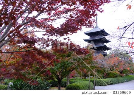 京都東寺秋葉 83269609