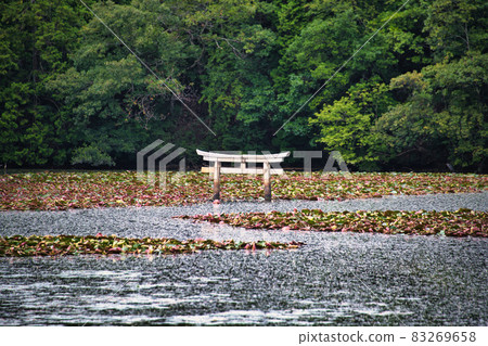 Daichiji Underwater Torii Daichiji Underwater Torii 83269658