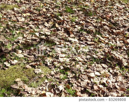 Fallen leaves  83269808