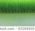 Paddy field 83269920