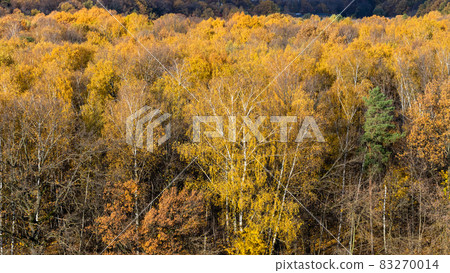 panoramic view of colorful autumn forest 83270014