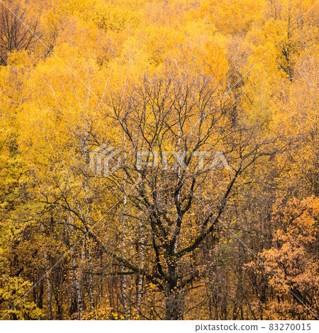 black oak tree surrounded by lush autumn leaves 83270015