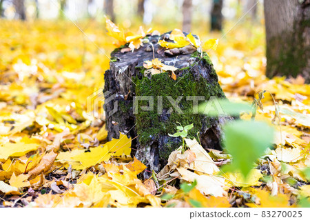 mossy tree stump in clearing covered yellow leaves 83270025