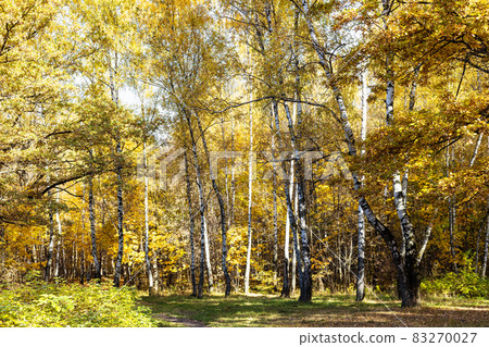 birch grove with yellow foliage in autumn forest 83270027
