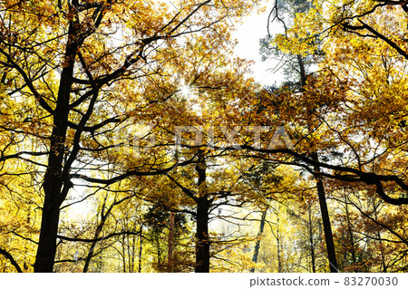 yellowing oak tree crowns in sunlit forest 83270030