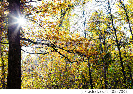 brown oak branches lit by sun and yellowing trees 83270031