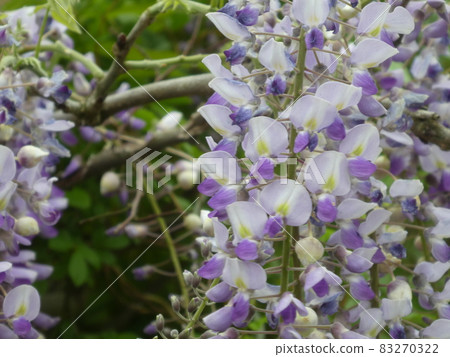 Wisteria flowers Wisteria flowers 83270322