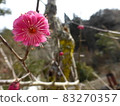 Ume flower 83270357
