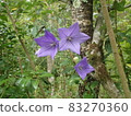 Gentian flowers 83270360