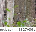 Wild deer 83270361