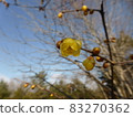 Lobai flower 83270362