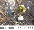 Mitumata flowers 83270363