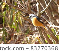 Daurian Redstart 83270368