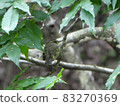 Wild bird 83270369