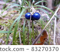 Blue fruit 83270370