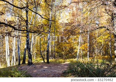oak branches and birch grove in park in autumn oak branches and birch grove in park in autumn 83270462