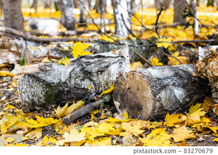 sawn birch trunk on fallen yellow maple leaves sawn birch trunk on fallen yellow maple leaves 83270679