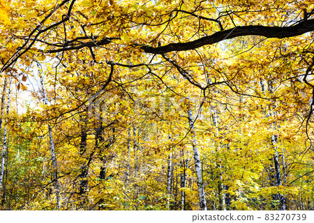 black branch with yellow foliage and birch trees black branch with yellow foliage and birch trees 83270739