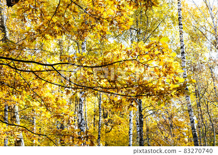 oak branch with yellow foliage and birch trees oak branch with yellow foliage and birch trees 83270740