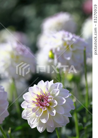 達利亞盛開 83270919