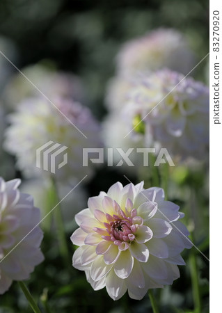 達利亞盛開 83270920