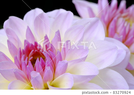 達利亞盛開 83270924