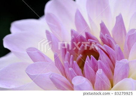 達利亞盛開 83270925