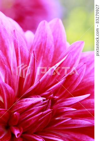 達利亞盛開 83270927