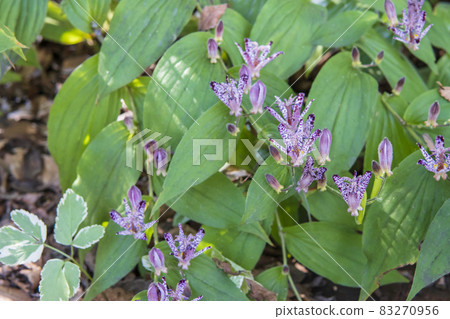 Tricyrtis flowers and buds with purple spots / Liliaceae Tricyrtis Tricyrtis flowers and buds with purple spots / Liliaceae Tricyrtis 83270956