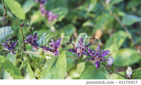 紫色Hototogisu花 紫色Hototogisu花 83270957
