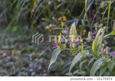 Lesser cuckoo flowers and seeds Lesser cuckoo flowers and seeds 83270959