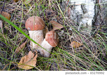 mushroom Orange-cap boletus in the forest 83270992