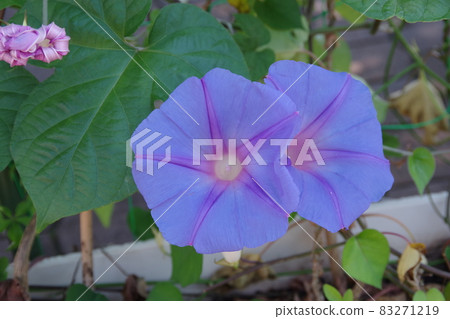 Morning glory of summer tradition Morning glory of summer tradition 83271219