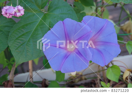 Morning glory of summer tradition Morning glory of summer tradition 83271220
