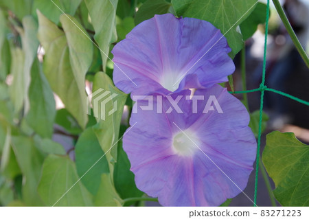 Morning glory of summer tradition Morning glory of summer tradition 83271223